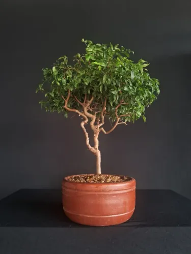 Bonsai De Jabuticabeira / Vaso De Cerâmica - Hajime Bonsai