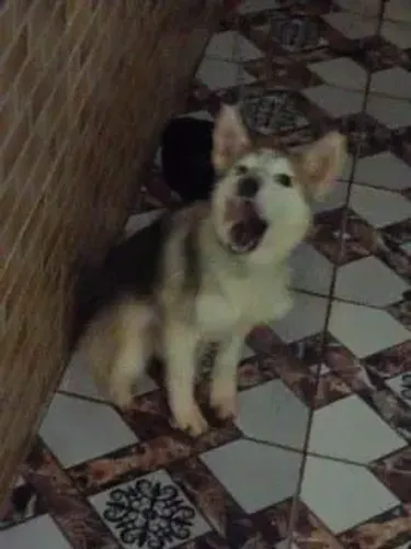 Hasky siberiano