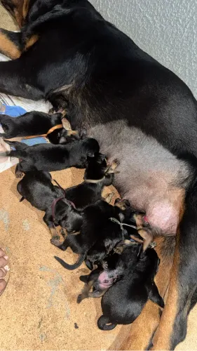 Vendo filhotes de Rottweiler 