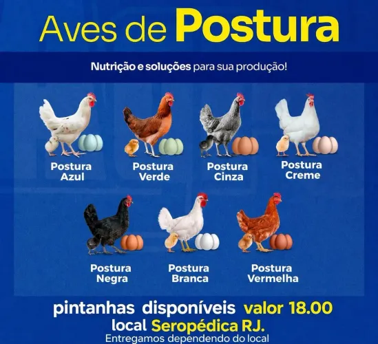 Pintainhas poedeiras