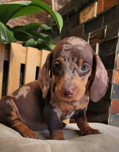Salsicha/Basset - A Pronta Entrega com Pedigree!