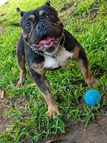 American Bully pedigree 