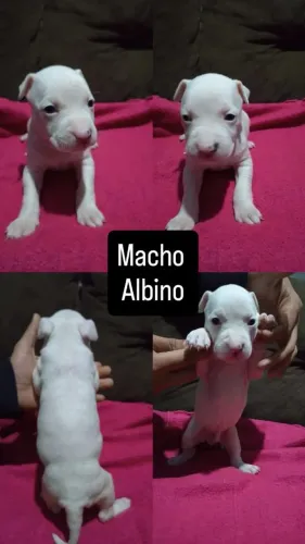 Vendo filhotes de Pitbull American Bully 