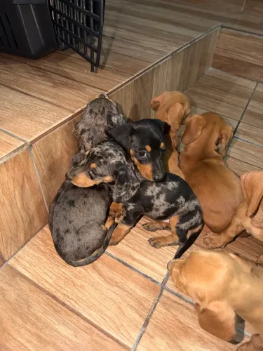 Basset Tekel macho e fêmeas mofados 