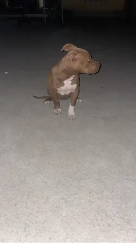 American bully