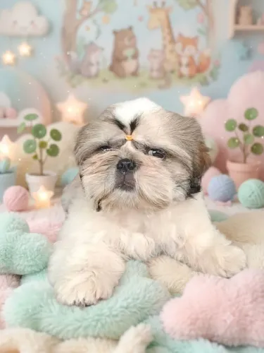 Filhote shihtzu fêmea