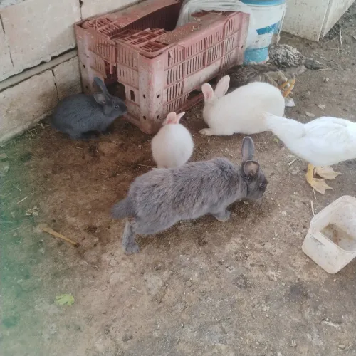 Vendo filhote de coelho ? barato ..aceito troca em galinha ?