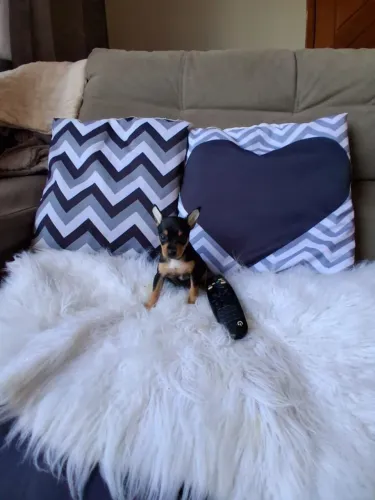 Pinscher Zero femea linda