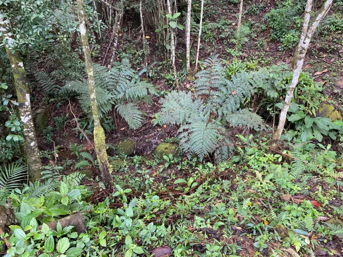 ? TERRENO PERFEITO PARA CONSTRUIR SEU CHALÉ EM MEIO À NATUREZA! ?