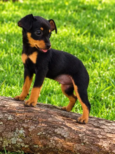Fofura de presente Pinscher Macho