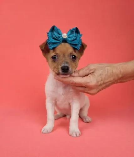 Pinscher Puro à Venda!