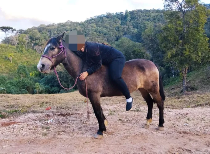 Cavalo crioulo baio