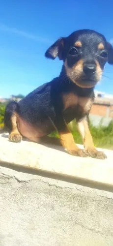 Vendo cachorro Pincher 4 macho 1 fêmea