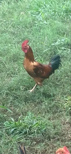 Galo garnize