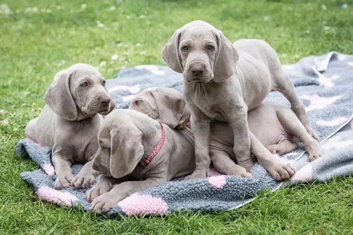 Weimaraner Super Promoção 