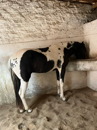 Potro Mangalarga Marchador Homozigoto