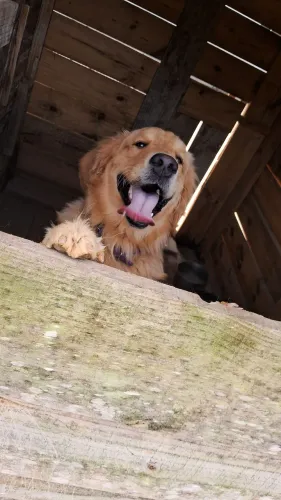 Cachorro