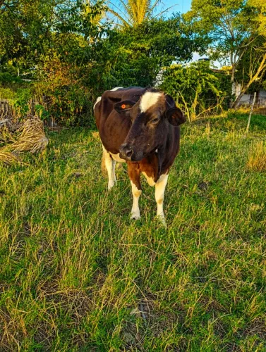Vende-se vaca vazia