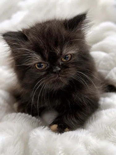 Filhote gato Persa