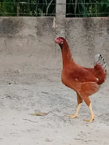 Frangas capoeiras , ovos azuis