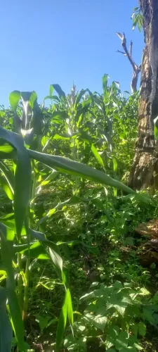 Chácara a venda!