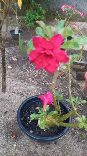 LINDAS ROSAS DO DESERTO