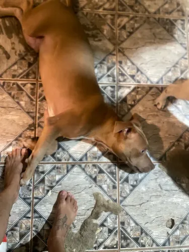 Pitbull filhote 