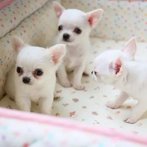 Chihuahua Um vínculo que se consolida com o tempo