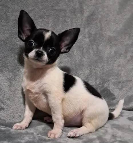 Chihuahua macho de pelo curto com 2 vacinas