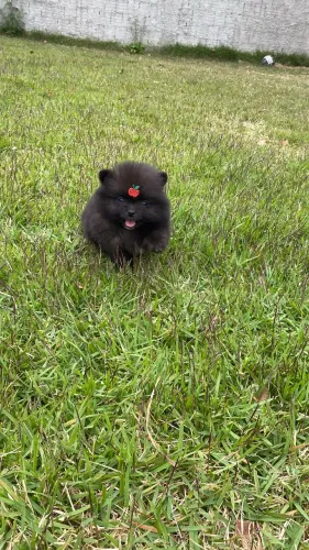 Lulu da Pomerania Black com pedigree CBKC