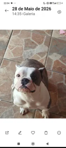 Bulldog Francês 