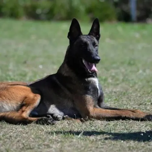 Filhotes de Pastor malinois pedigree opcional.
