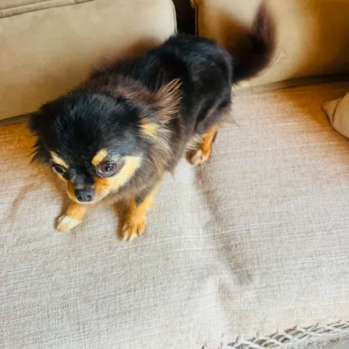 Chihuahua fêmea pelo longo adulta
