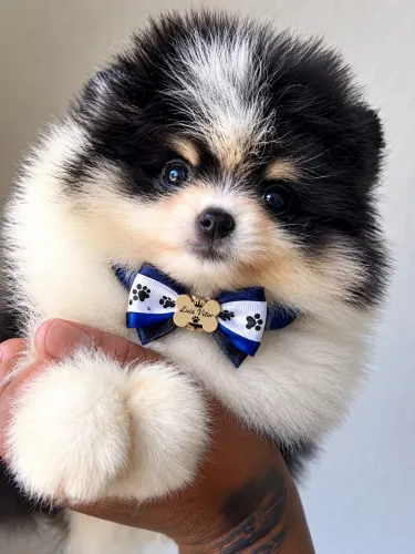 Lulu da pomerania 