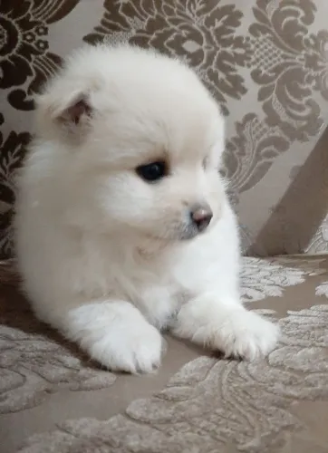 Spitz Alemão 