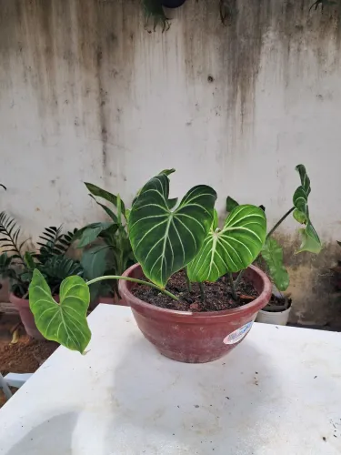 Planta