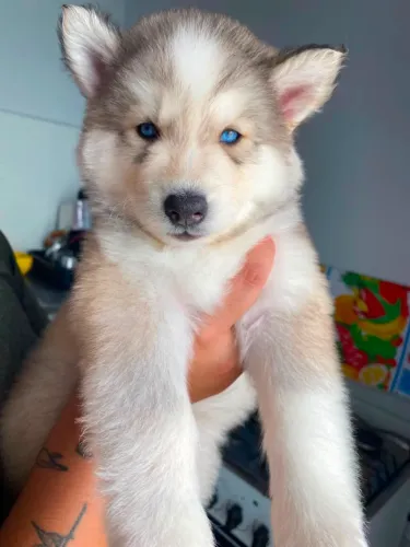 Husky Siberiano canil