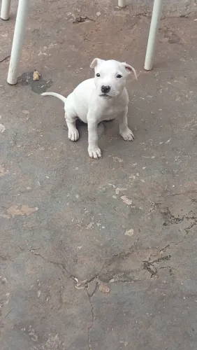 Fiote de Pit Bull disponível
