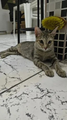 Fêmea filhote castrada para adoção