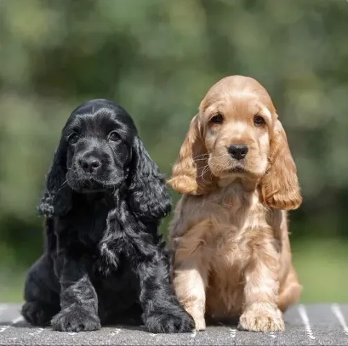 Cocker Spaniel Inglês Primeiro passo que já cria laços