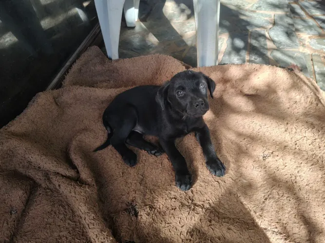 Filhote de Rottweiler com Labrador 