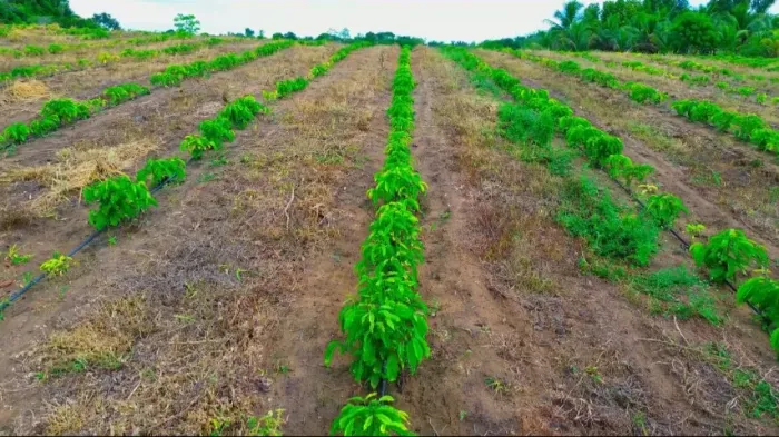 Fazenda para Café com irrigação