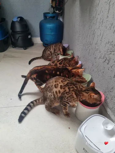 Gato bengal fêmeas 