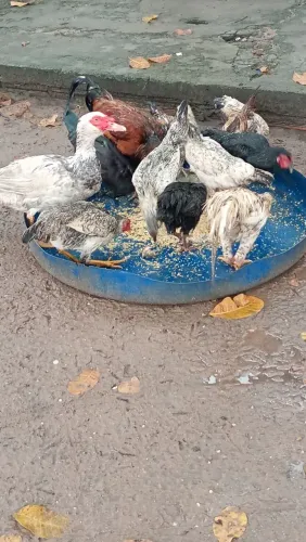 Galinhaw e Patos