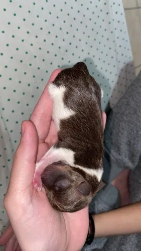 Pinscher 1 chocolate mesclado (macho)