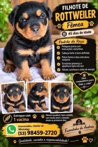 Rottweiler fêmea
