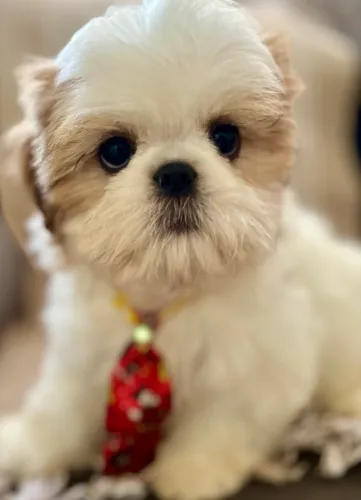 Shih Tzu