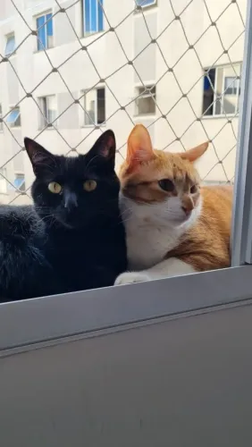 Doação de gatos