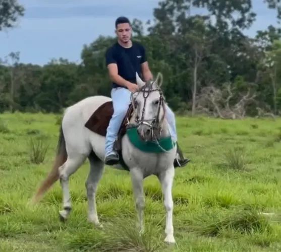 Cavalo quarto de milha