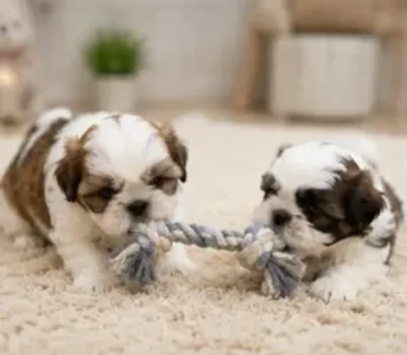 Filhotinhos Shih tzu/ shihtzu alegres, dóceis e brincalhões